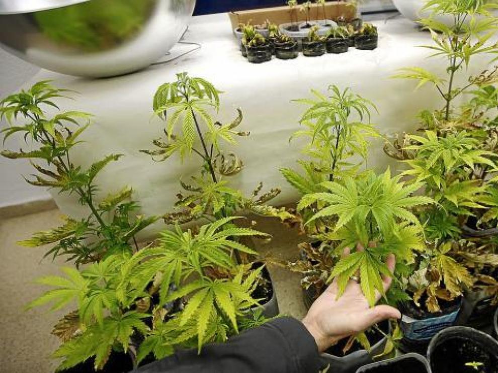 En California, los mayores de 21 años podrán cultivar hasta seis plantas de marihuana para uso recreativo.