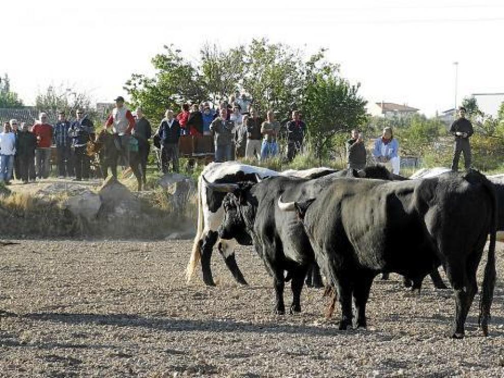 Los astados son guiados por mozos a caballo hasta el casco urbano.