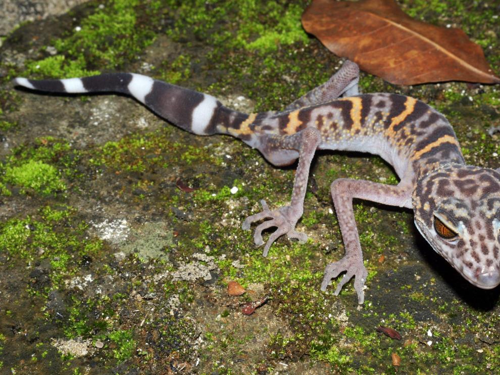 Un lagarto con piel de leopardo y ojos de gato, una de las nuevas especies descubiertas