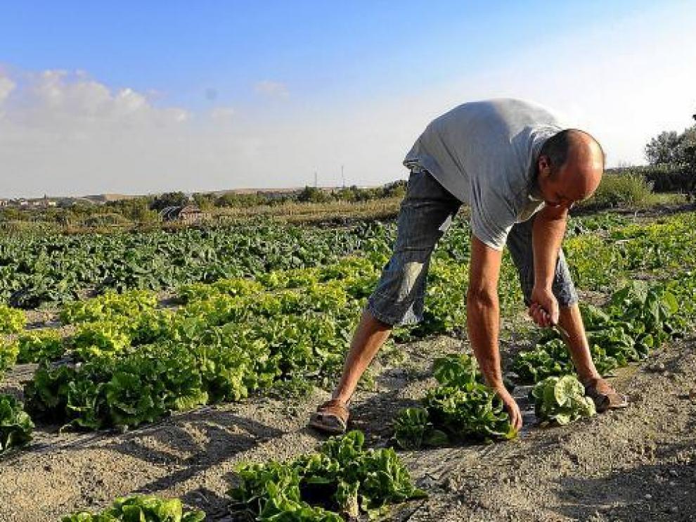 Félix Bolea, en su finca, recogiendo unas lechugas para preparar las cestas de sus clientes.