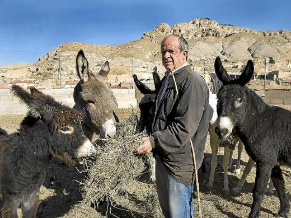Joaquín Nuño, ayer en Maluenda, con sus burros