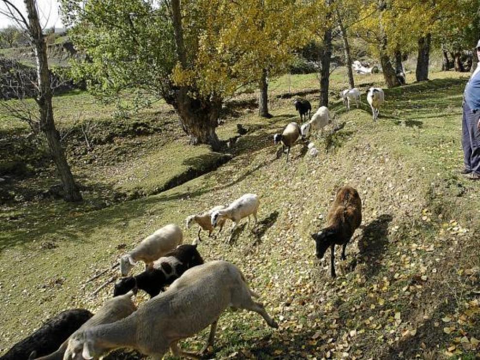 Los ganaderos del Maestrazgo, hartos de los ataques de los buitres
