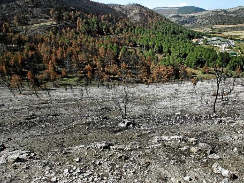 Masas arbóreas quemadas en los alrededores de la planta embotelladora de Cañizar del Olivar.