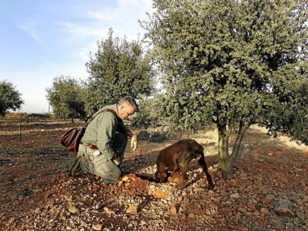 Daniel Bertolín, el presidente de los truferos, recolecta trufas ayudado por su fiel perro
