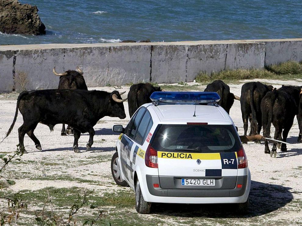 Un coche de la Policía junto a los toros que participan en el rodaje de la película 'Knight and day'.
