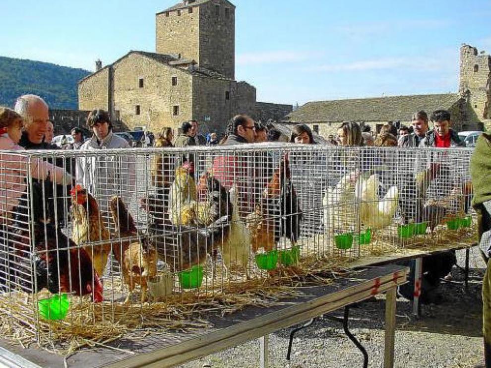 Exhibición de pollos y gallinas en una pasada edición de la Ferieta de Aínsa