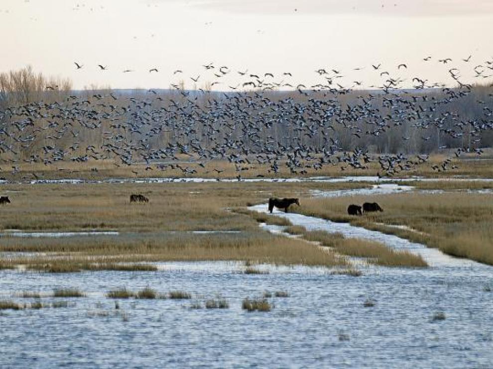 Miles de grullas acuden a la laguna del Cañizar, donde caballos pastan plácidamente.