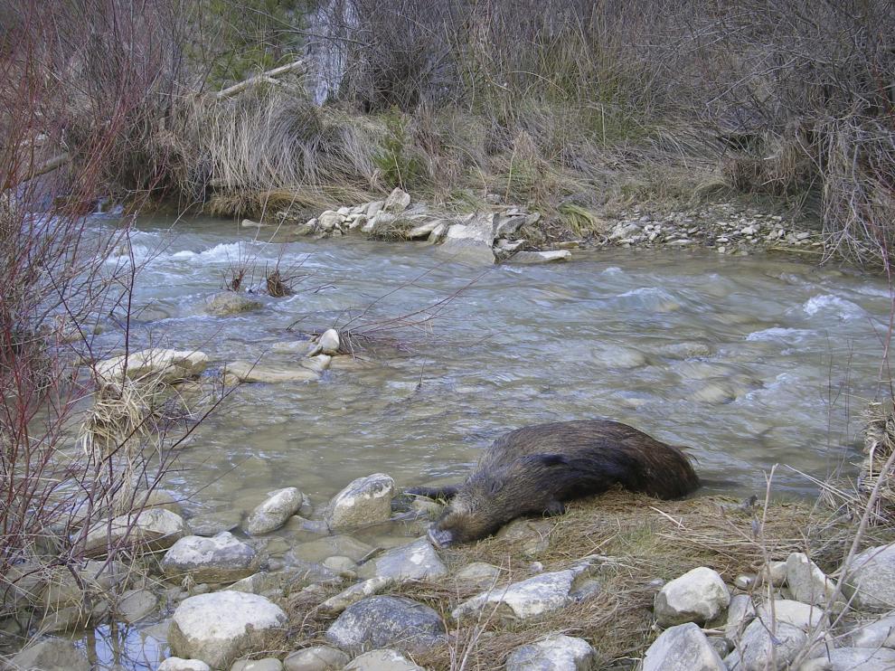 Uno de los animales que encontraron muerto a principios de mes.