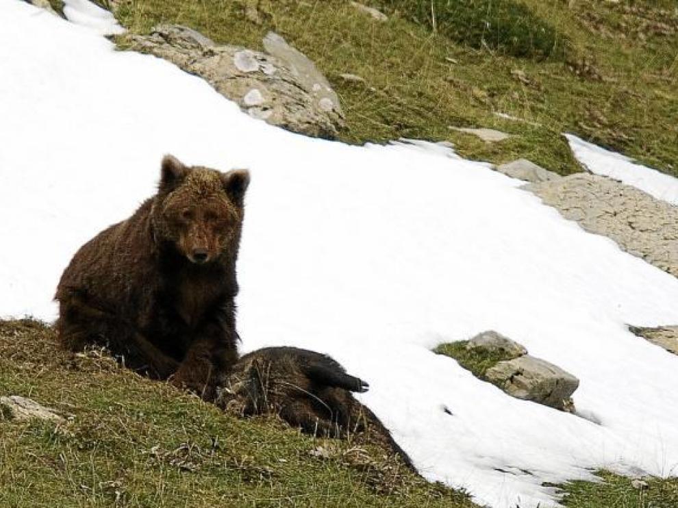 La foto de Camille, uno de los pocos osos autóctonos, fue tomada en noviembre en los montes de Ansó.