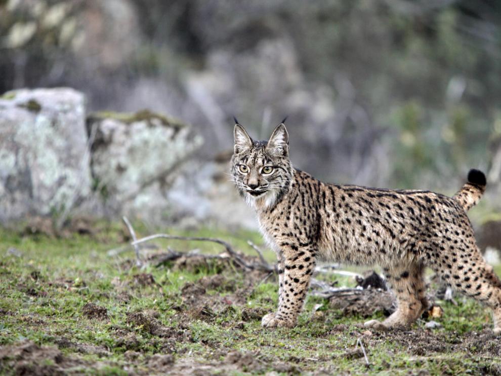 Fotografía de archivo de un lince ibérico.