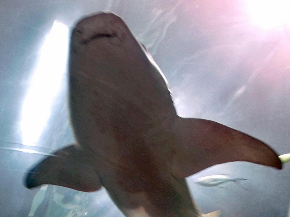 Se puede disfrutar de la belleza de los tiburones sin peligro