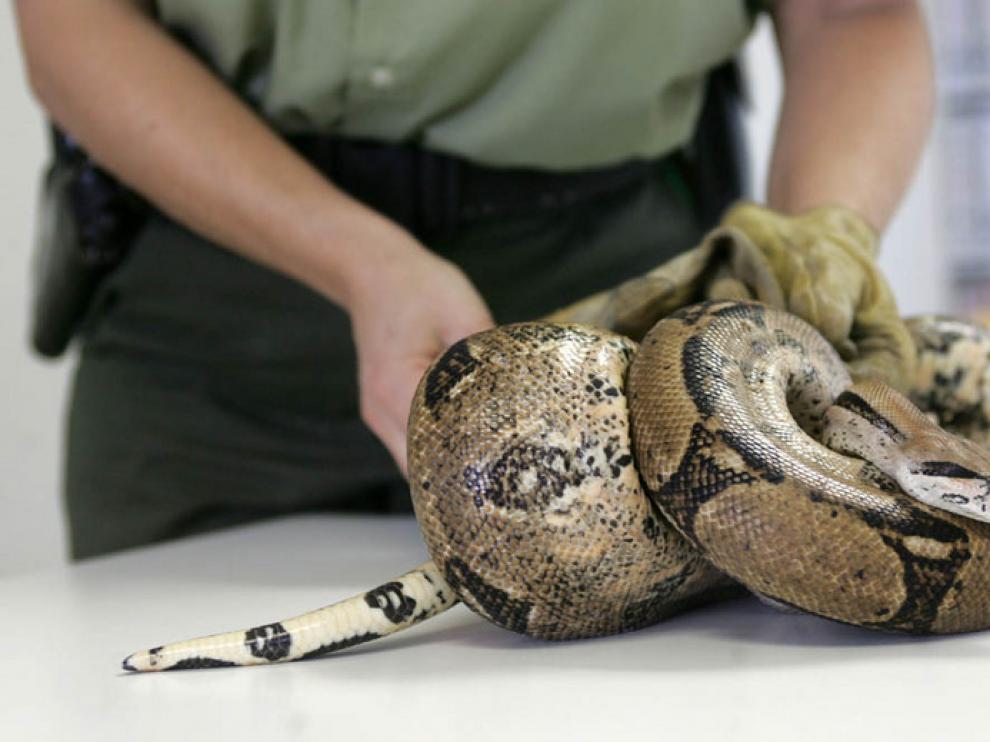 Una Bboa constrictor abre 'El principito'.