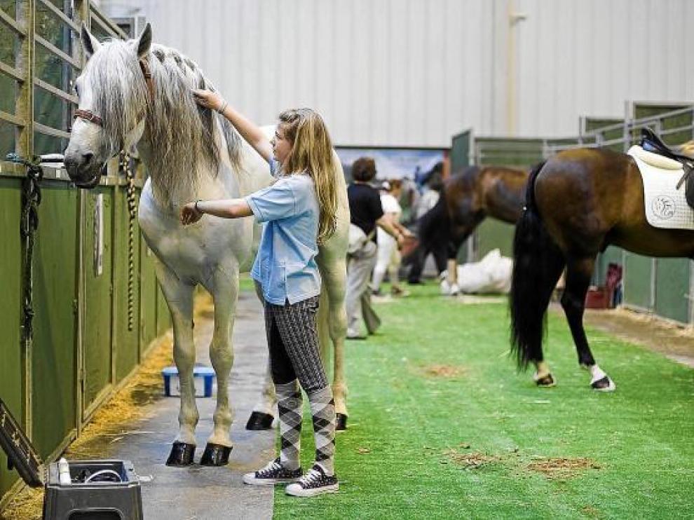 Sandra Melantuche acicala a su caballo, Mendoza, con el que compite hoy.