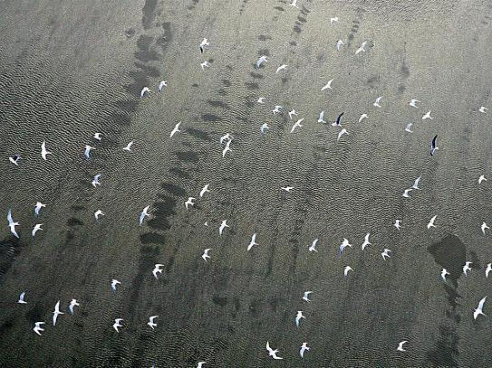Una bandada de pájaros sobrevuela la mancha de crudo en el Golfo de México, ayer.
