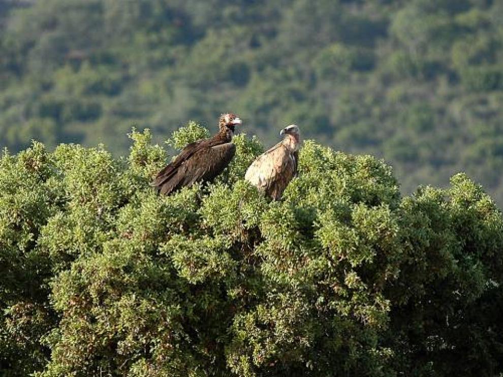 Un buitre negro y otro leonado, fotografiados en Extremadura.