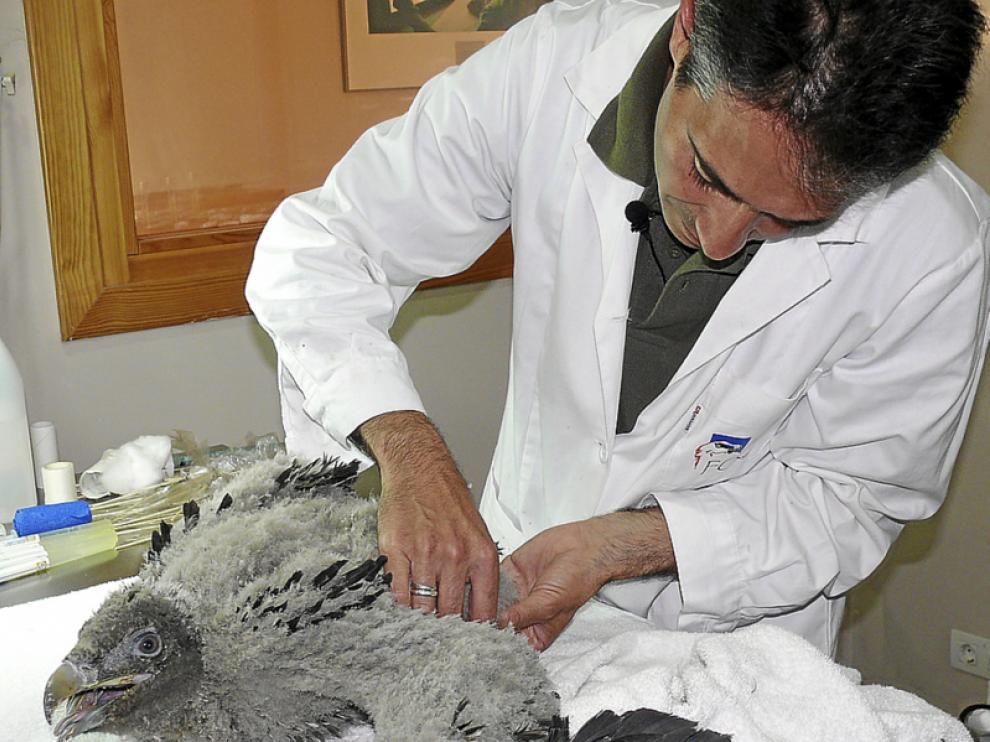 Dos de los tres pollos rescatados este año, durante un reconocimiento veterinario y en su traslado al Parque Nacional de Ordesa