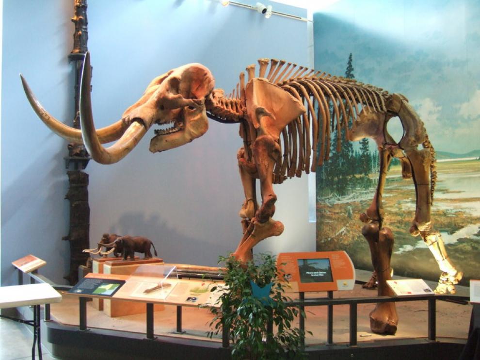 Esqueleto de un mamut