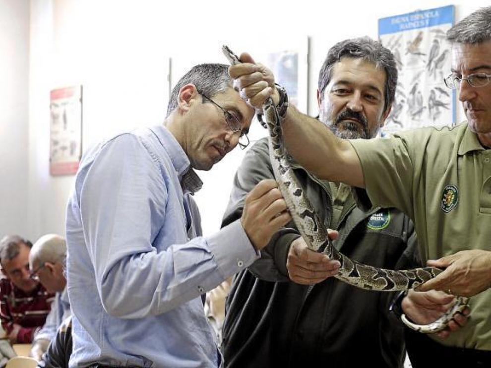 Imagen de una serpiente, de archivo