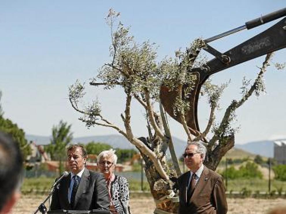 La plantación de un olivo simbolizó el inicio de las obras.