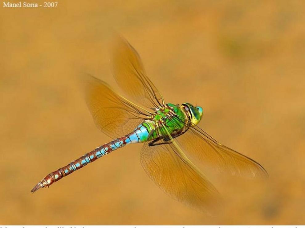 Una pequeña libélula, el animal volador que recorre