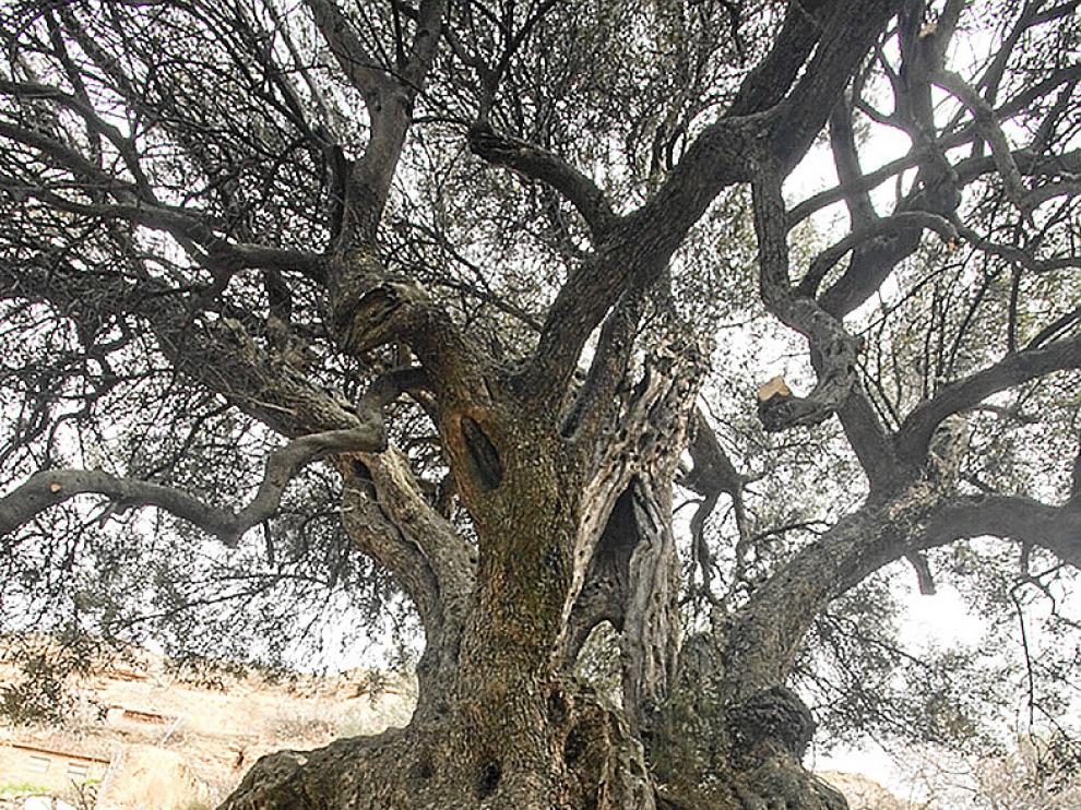 El olivar milenario de Peñarroya