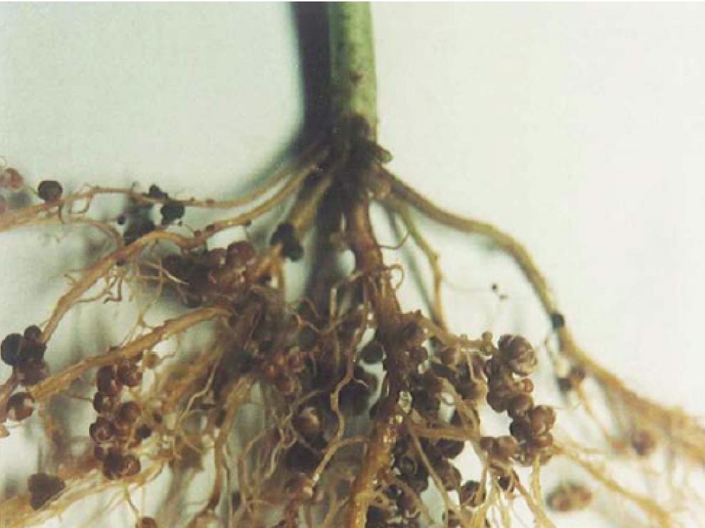 Raíz de judía y corte de uno de los nódulos que contienen las bacterias que fijan el nitrógeno atmosférico