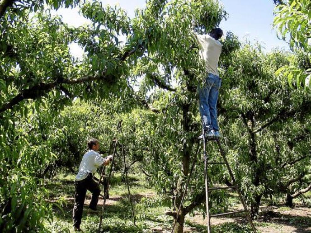 Un grupo de temporeros aclarando melocotón blanco en la finca de la familia Urgelés, en Tamarite.