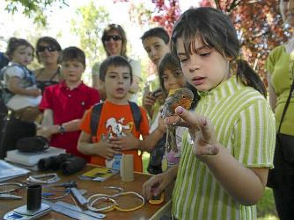 Una niña se dispone a soltar un petirrojo recién anillado.