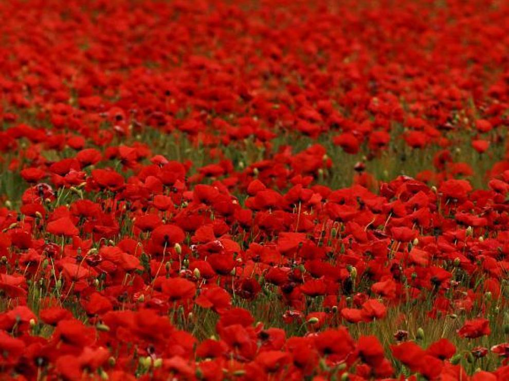 Campo de amapolas en flor masiva en un campo de cereal de Plasencia del Monte.