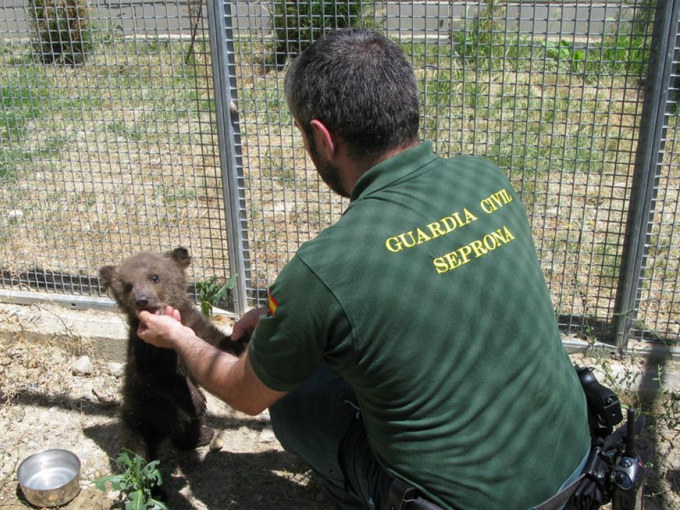 La cría de oso encontrada, junto con un agente de la Guardia Civil