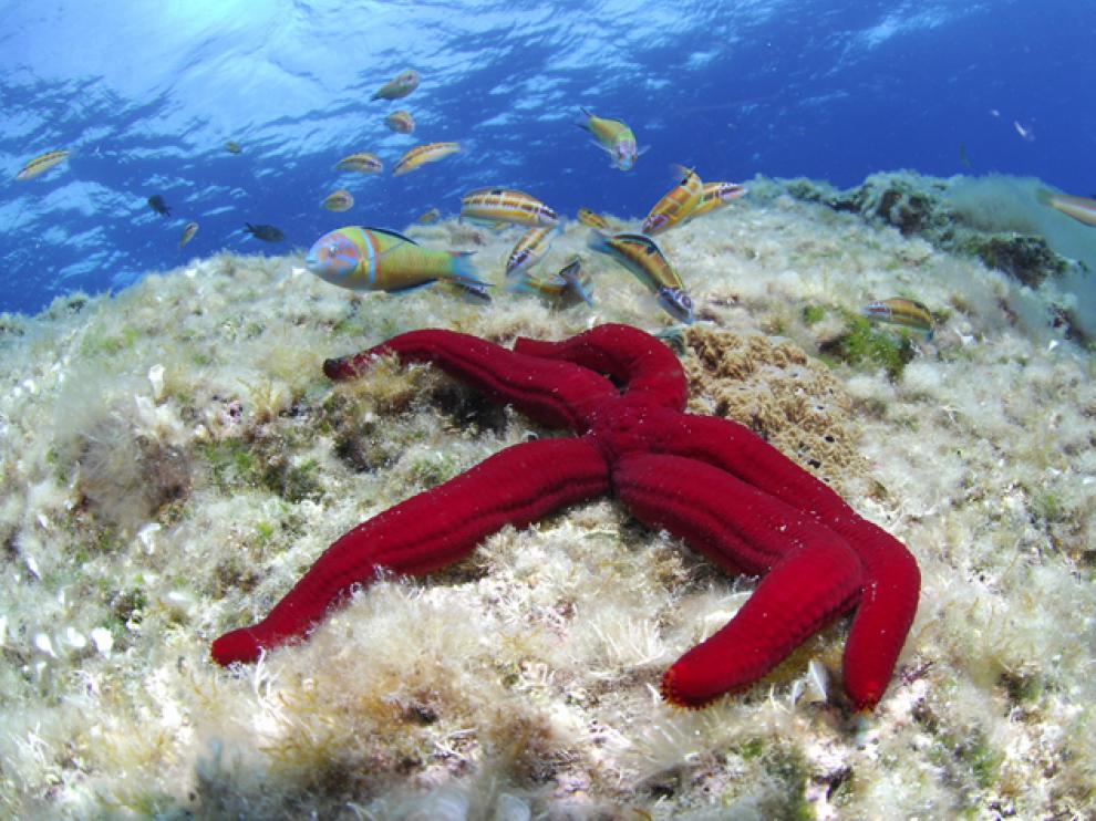 Estrella púrpura (Ophidiaster ophidianus)