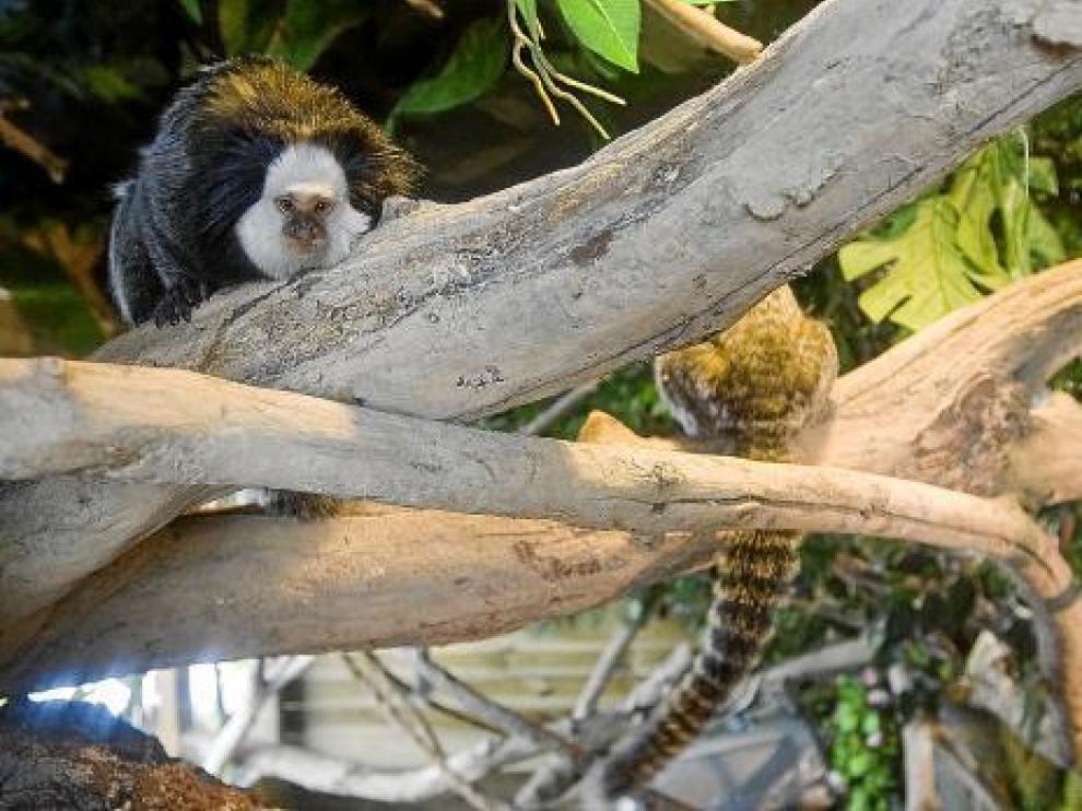 El Acuario amplía su oferta con una familia de cinco titíes del Amazonas
