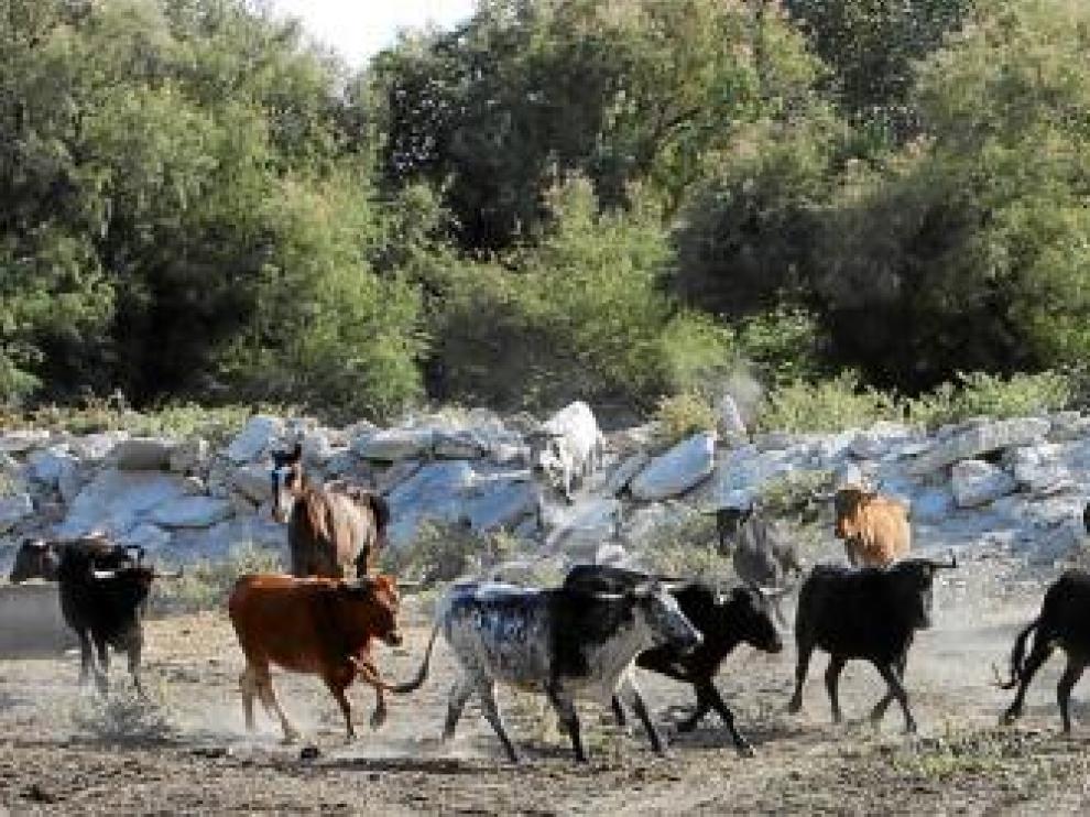 El sector taurino diversifica su oferta para capear la crisis económica