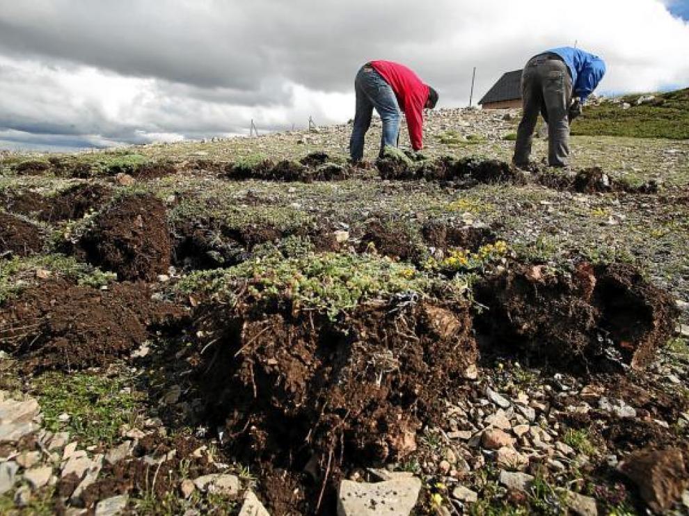 Los operarios trabajan extrayendo el cepellón de las plantas en lo alto del Pico del Buitre.