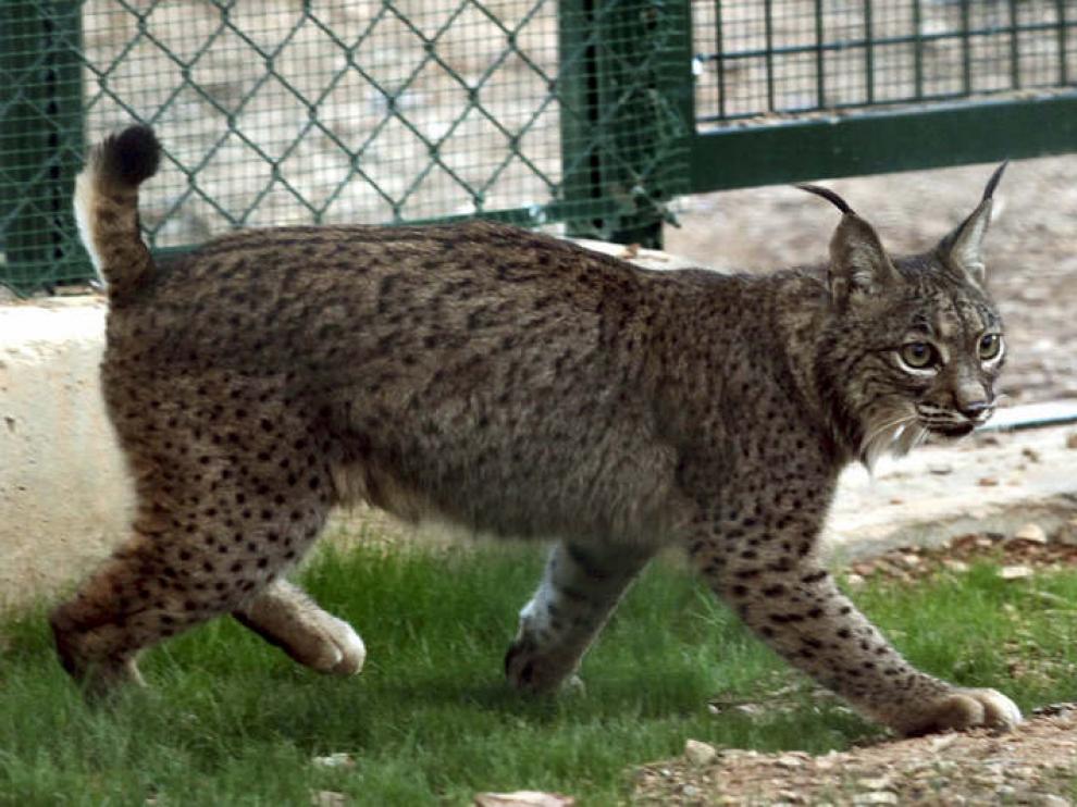 Foto archivo de un lince.