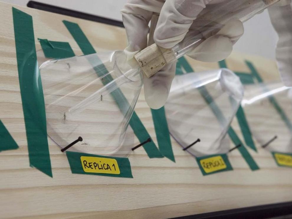 Los mosquitos se someten al efecto de la pintura sobre diferentes superficies, como la madera (en la imagen) o la goma de los neumáticos