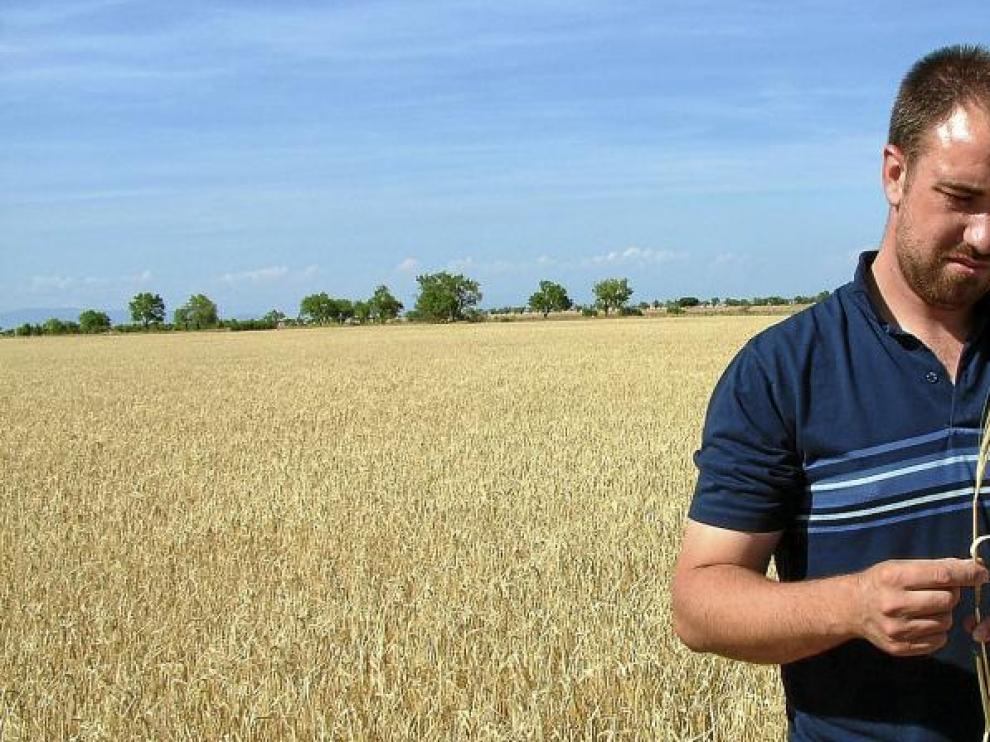 David Solano, presidente de UAGA-COAG en la provincia de Huesca, comprueba en su campo de El Tormillo dos espigas de cebada, una con grano y otra que ha crecido vacía.