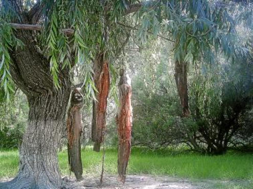 Siluros colgados de un árbol, tras ser desengrasados y fileteados.
