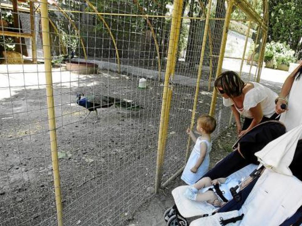 Una niña contempla uno de los pavos reales del punto zoológico del Parque Miguel Servet.