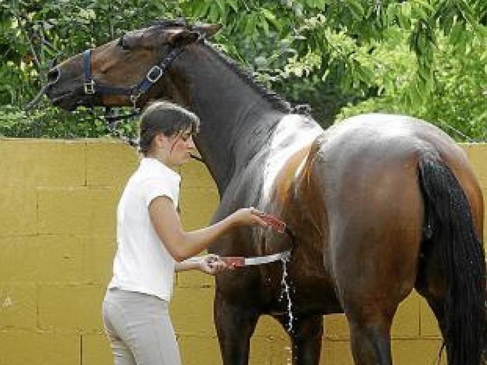 La higiene del caballo es fundamental para su salud.