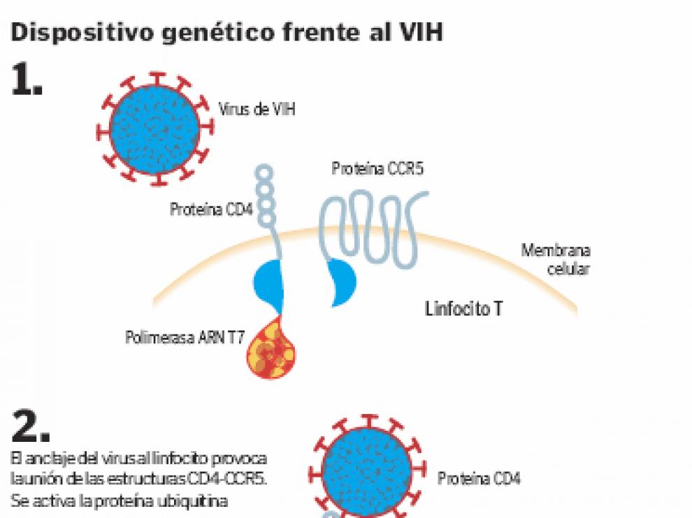 Dispositivo genético frente al VIH