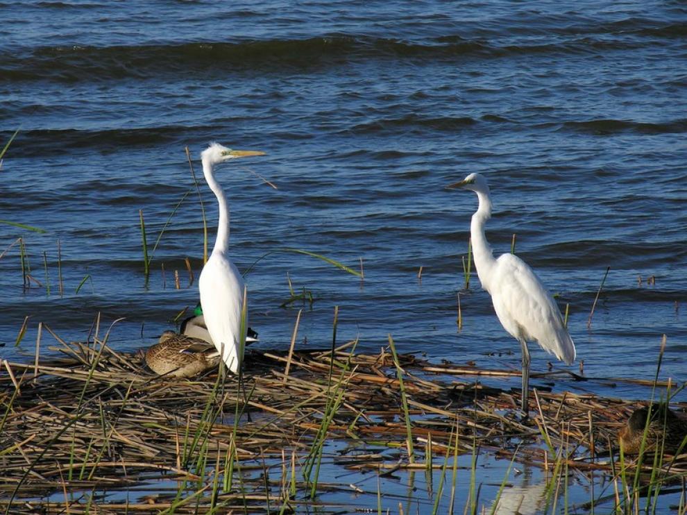 Una pareja de garcetas grandes en la Laguna de Sariñena