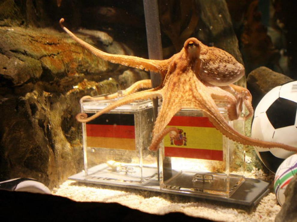 Momento en el que le pulpo Paul elige a España