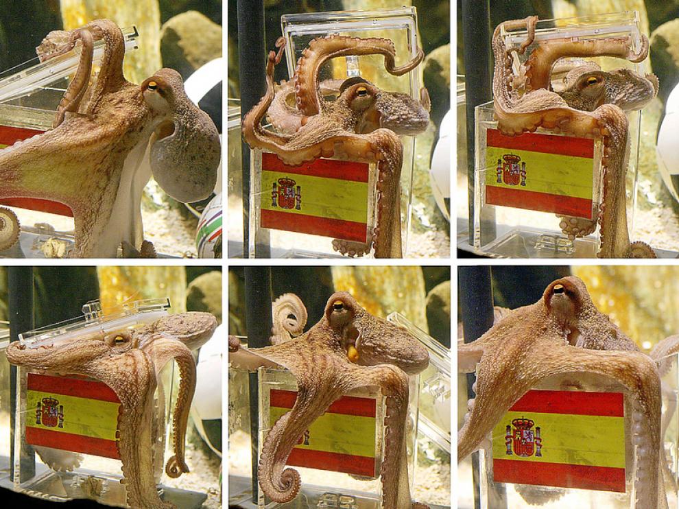 El ya célebre pulpo Paul se lanza a la jaula de España sin dudarlo en su vaticinio de ayer.