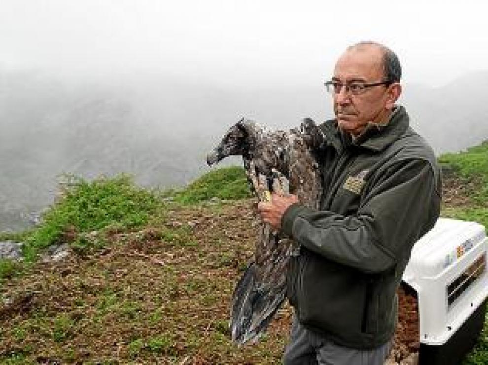 El pasado 15 de junio, los dos pollos fueron trasladados por carretera de Ordesa a los Picos de Europa.