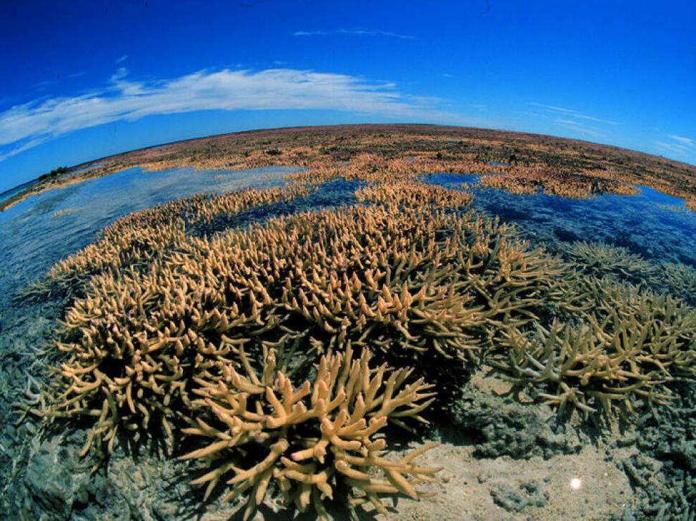 Imagen de plancton marino