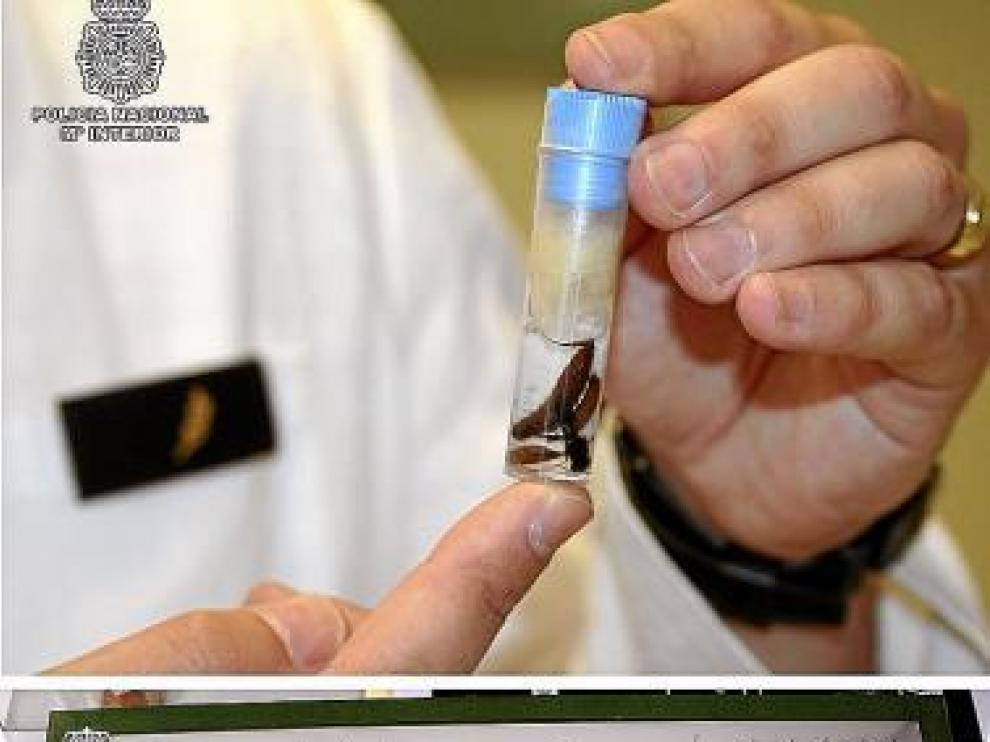 Análisis de pruebas de insectos en el laboratorio de la Policía.