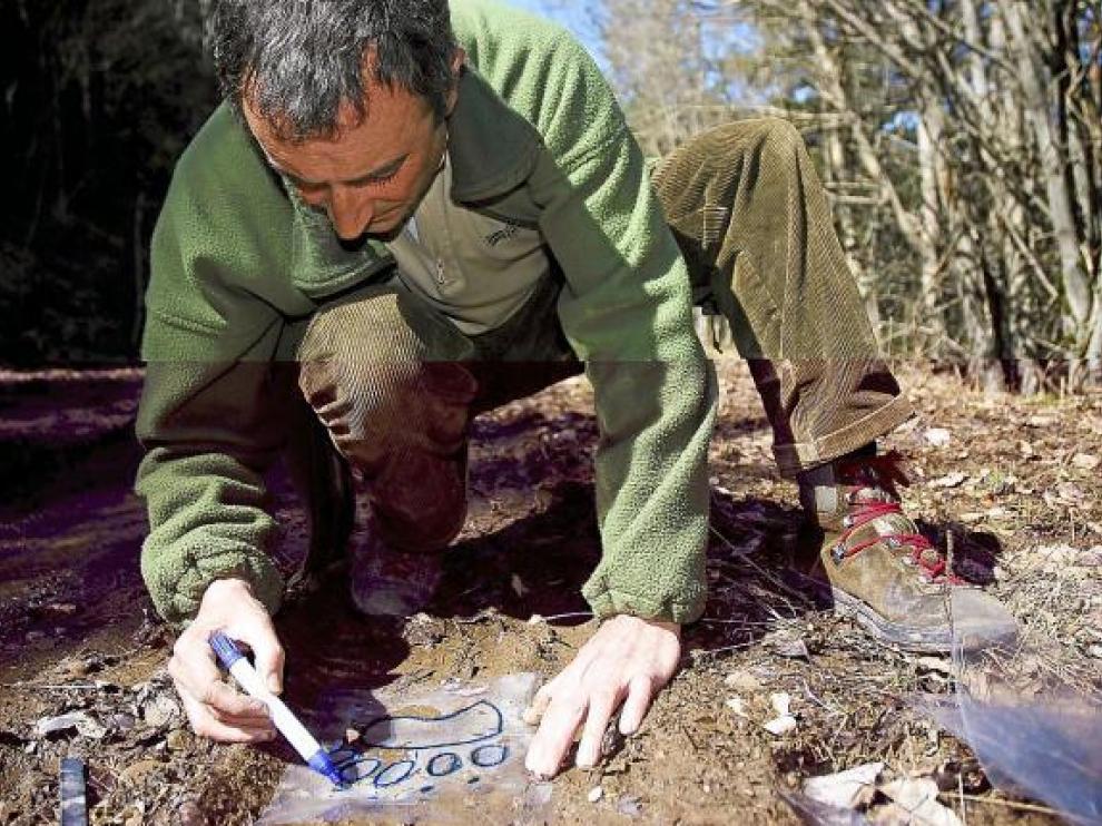 Jesús Laín, vigilante del oso, recoge en el suelo de un bosque de Ansó la pisada del oso pardo.