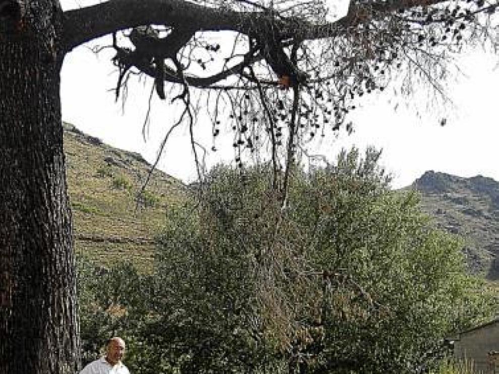 José Ignacio Álvarez, ante un árbol dañado por el incendio.