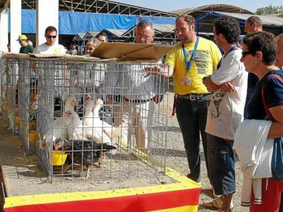 El éxito de las pasadas ediciones ha proporcionado a Sariñena la organización fija del certamen.
